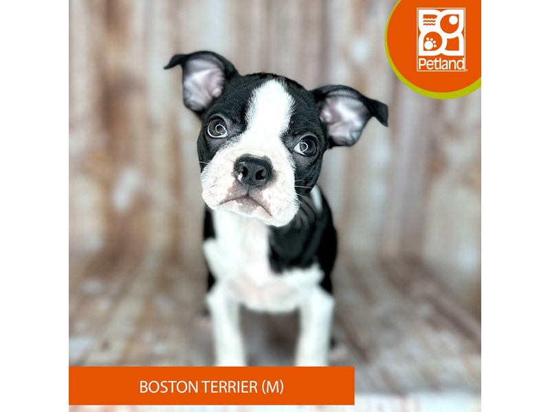 Boston Terrier - 9149 Image #2