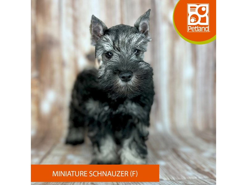 Miniature Schnauzer - 9148 Image #2