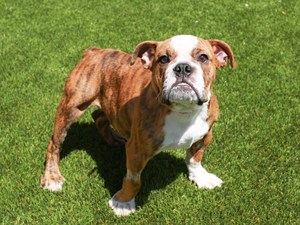 English Bulldog-DOG-Male-brindle-4197757