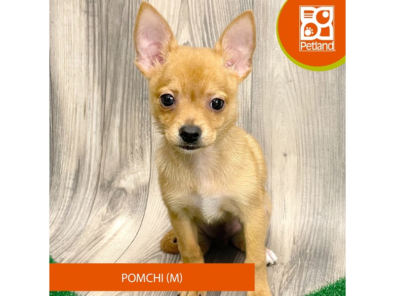Pomchi - 8279 Image #2