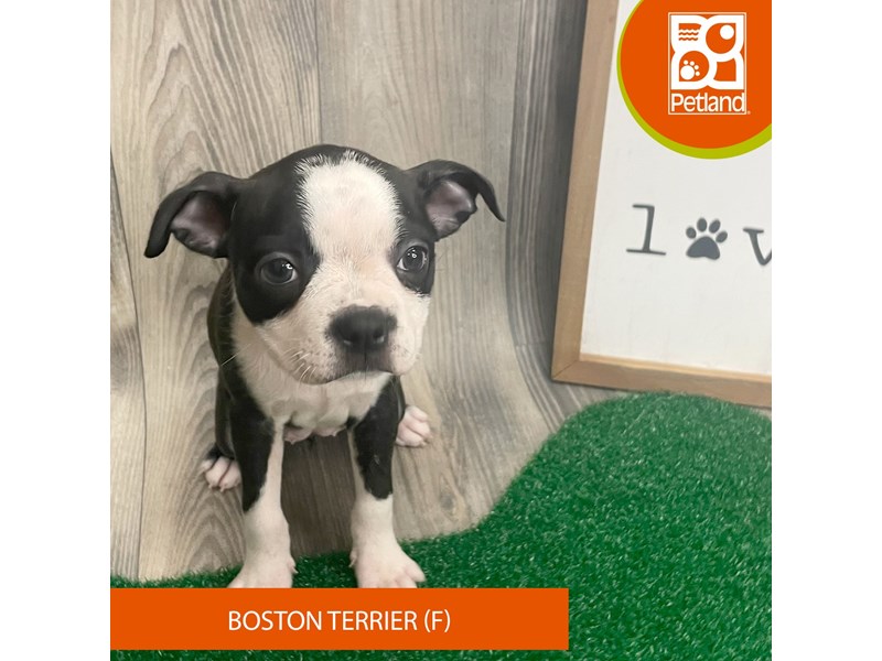 Boston Terrier - 8291 Image #2