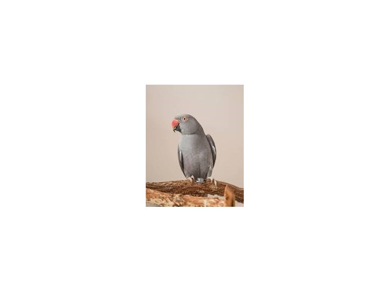Gray Indian Ringneck Parakeet - 18200 Image #2