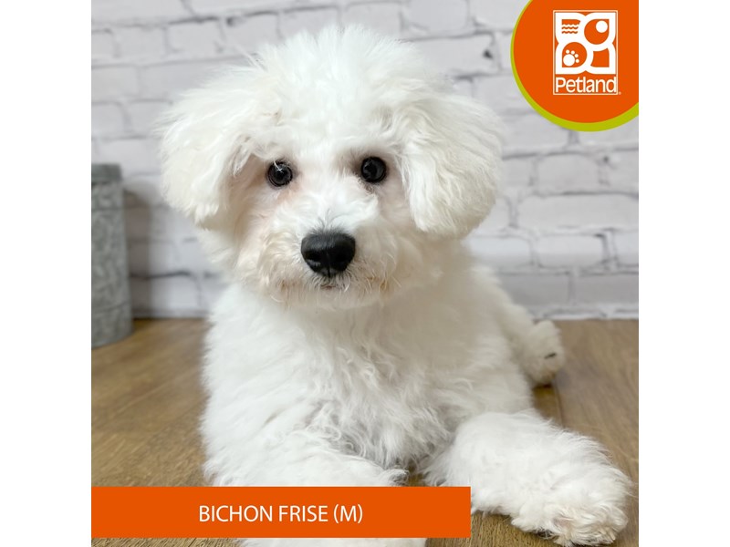 Bichon Frise - 16835 Image #2