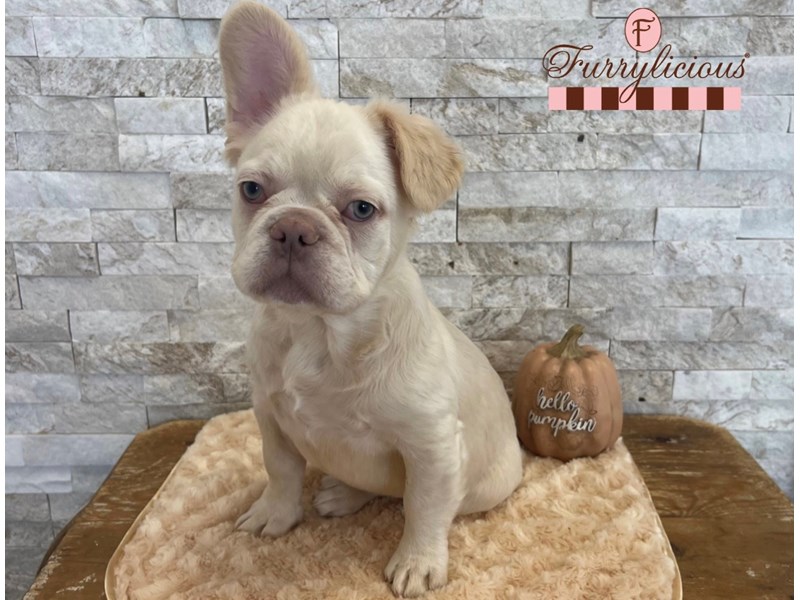 Fluffy French Bulldog-DOG-Male-Platinum-4250678-img8