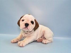 English-Bulldog-DOG-Female-4311699