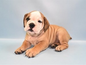 English-Bulldog-DOG-Male-4311701