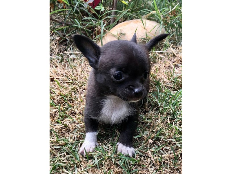 Chihuahua - 2845 Image #2