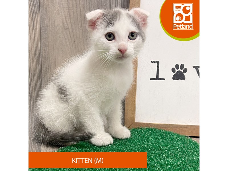 Adopt A Pet Kitten - 8310 Image #2