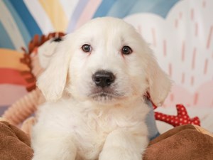 Golden Retriever-DOG-Male-Cream-