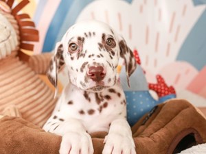 Dalmatian-DOG-Female-White and Liver Brown-