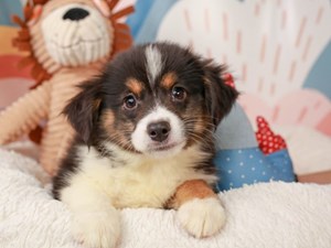 FAQ's  Misty's Toy Aussies