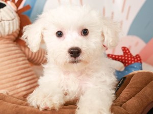 Bichon Frise-DOG-Male-White-