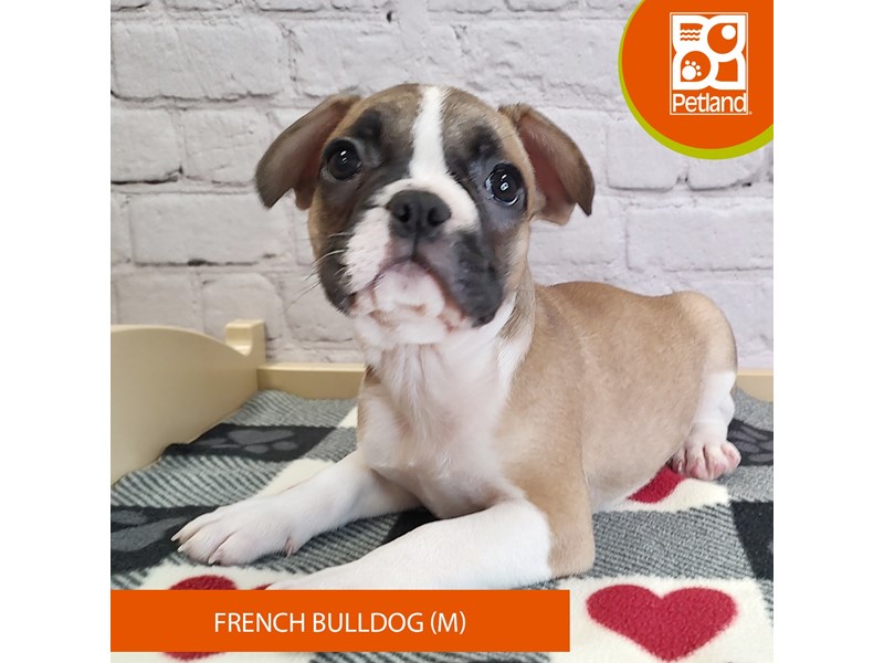 French Bulldog - 3064 Image #2