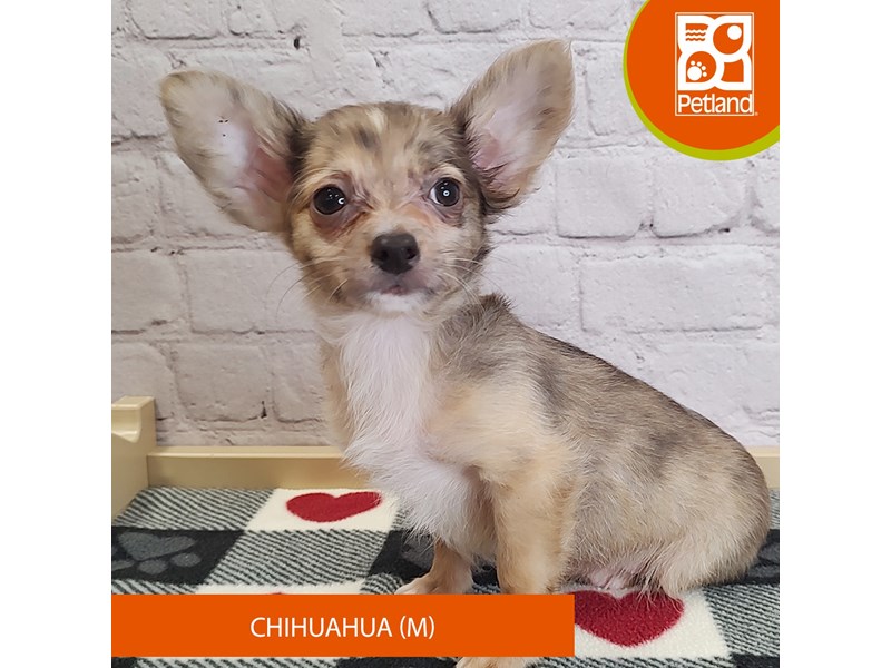 Chihuahua - 3060 Image #2