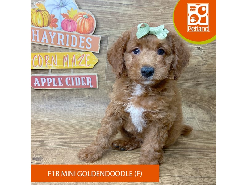 Goldendoodle Mini F1b - 9500 Image #2