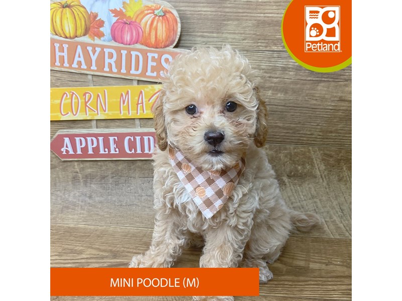 Poodle Mini - 9495 Image #2