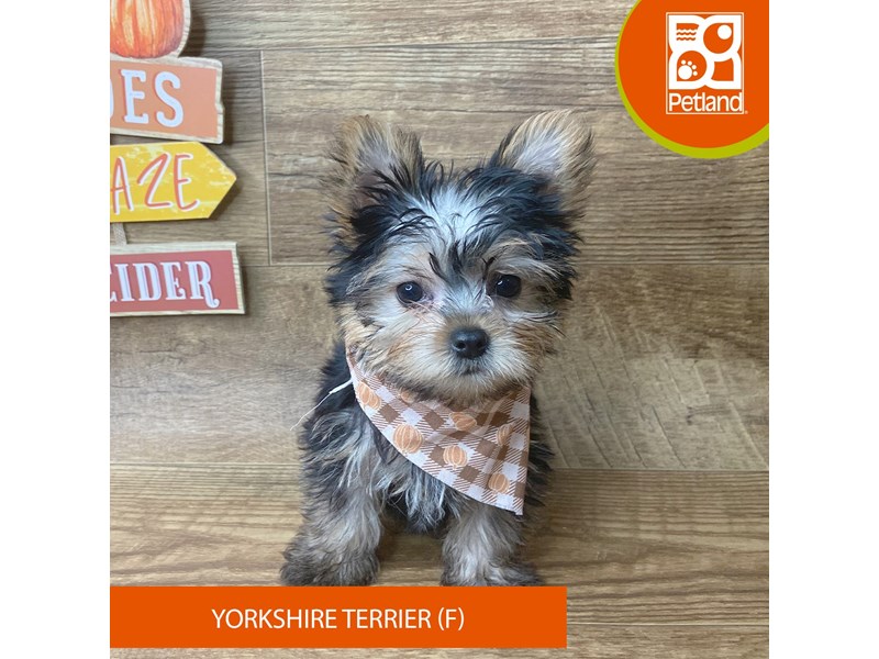 Yorkshire Terrier - 9494 Image #2