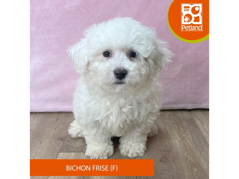 Bichon Frise - 2701 Image #2