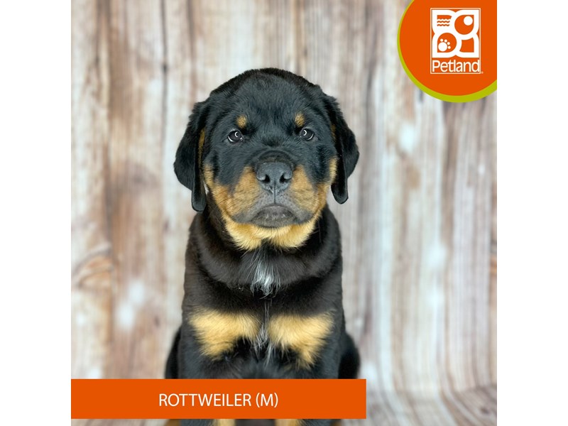 Rottweiler - 9161 Image #2
