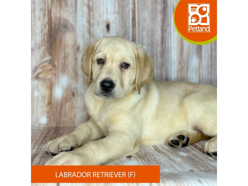 Labrador Retriever - 9160 Image #2