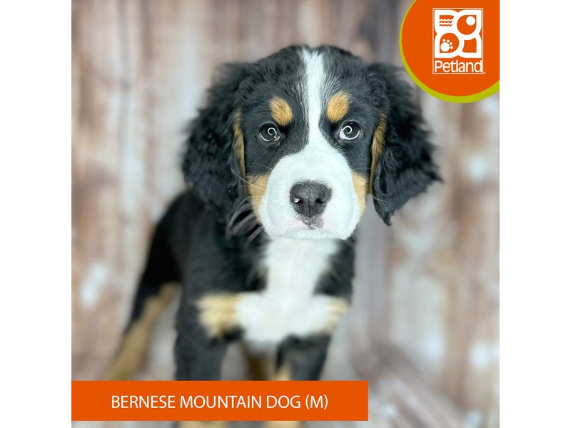 Bernese Mountain Dog - 9158 Image #2