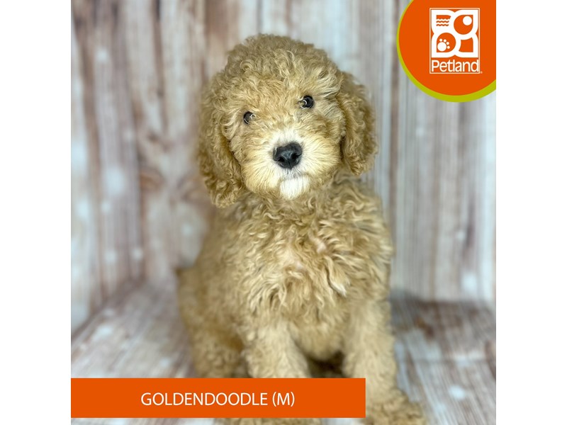 Goldendoodle - 9157 Image #2