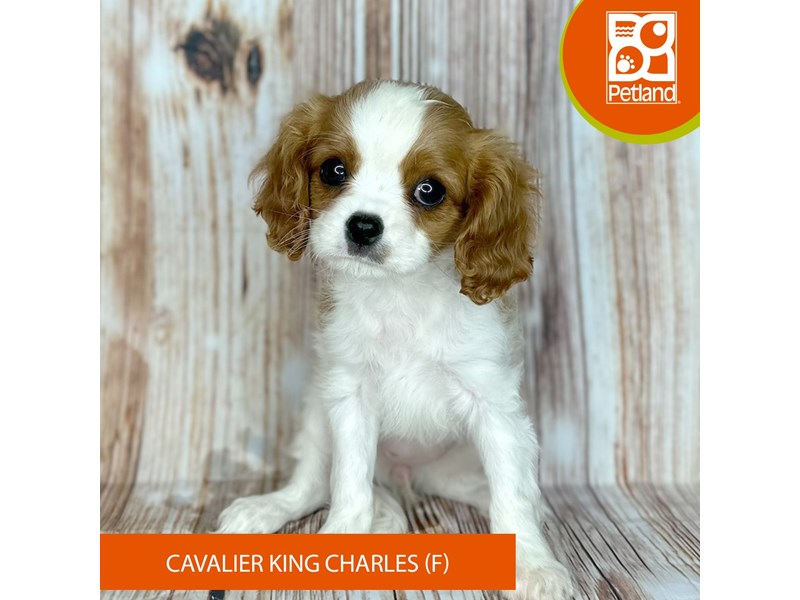 Cavalier King Charles Spaniel - 9155 Image #2