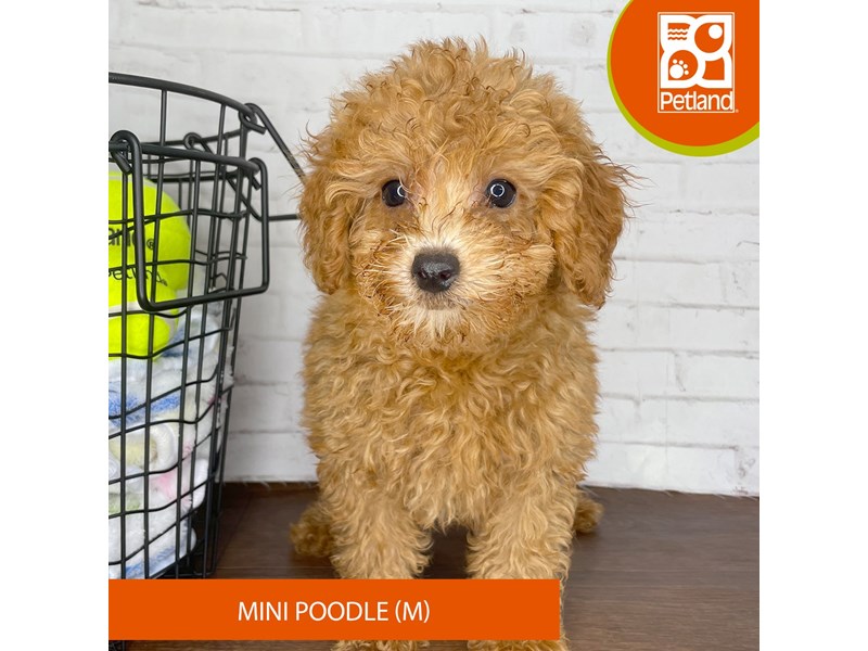 Poodle Mini - 3812 Image #2