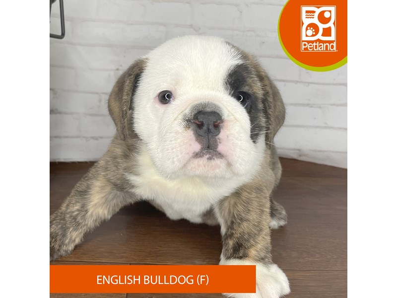 English Bulldog - 3808 Image #2