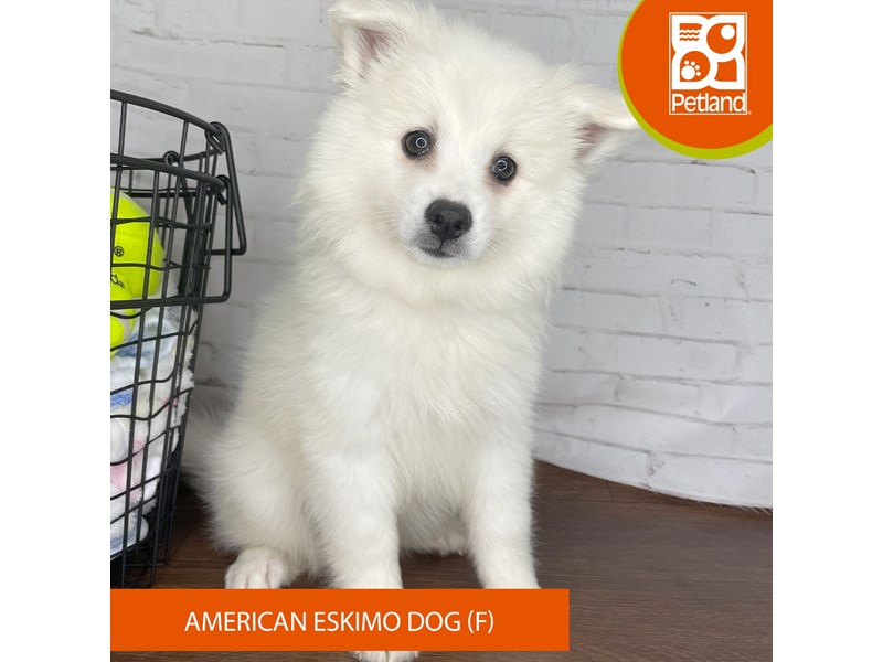 American Eskimo Dog - 3806 Image #2