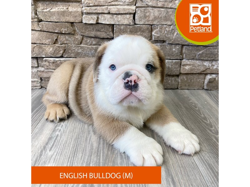 English Bulldog - 733 Image #2