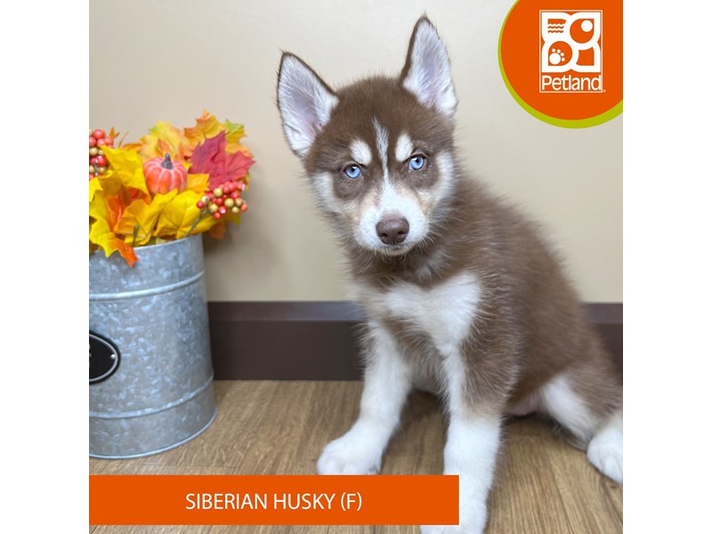 Siberian Husky - 15833 Image #2