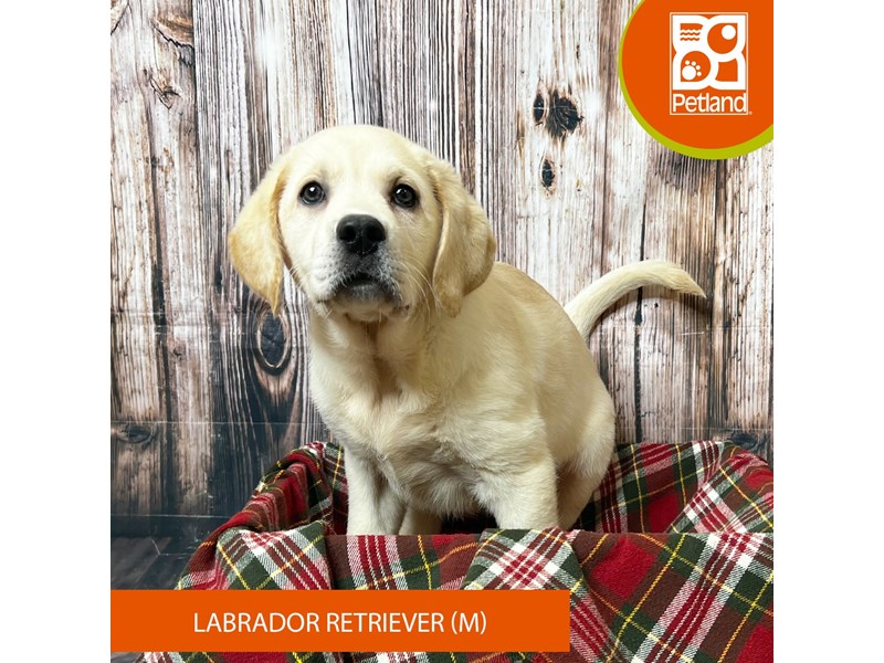 Labrador Retriever - 18055 Image #2