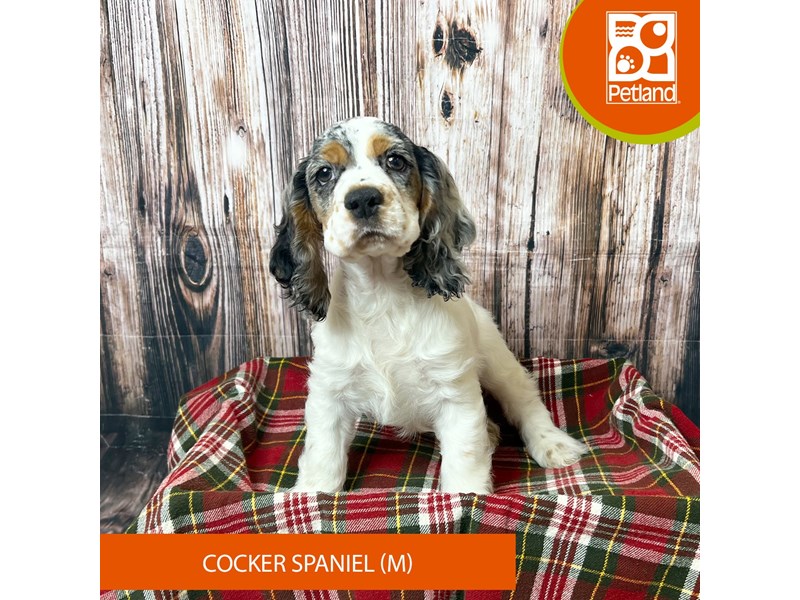 Cocker Spaniel - 18053 Image #2
