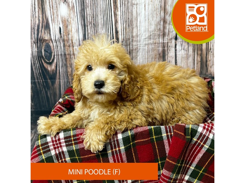 Poodle Mini - 18043 Image #2
