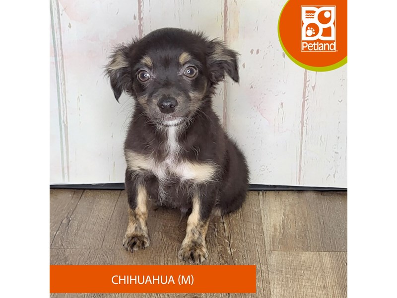 Chihuahua - 1364 Image #2