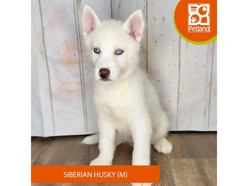 Siberian Husky - 1374 Image #2
