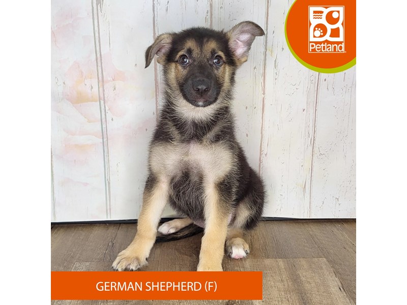 German Shepherd Dog - 1371 Image #2