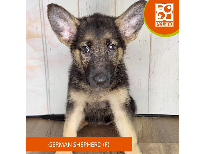 German Shepherd Dog - 1370 Image #2
