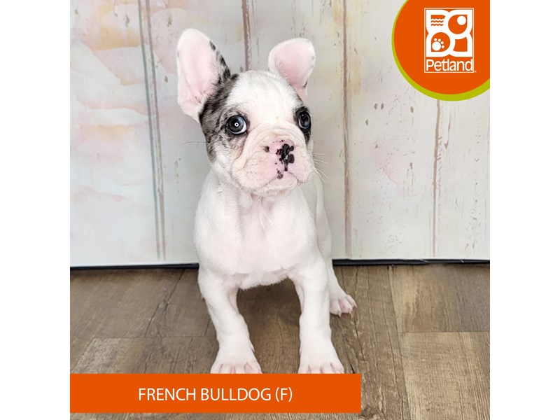 French Bulldog - 1366 Image #2