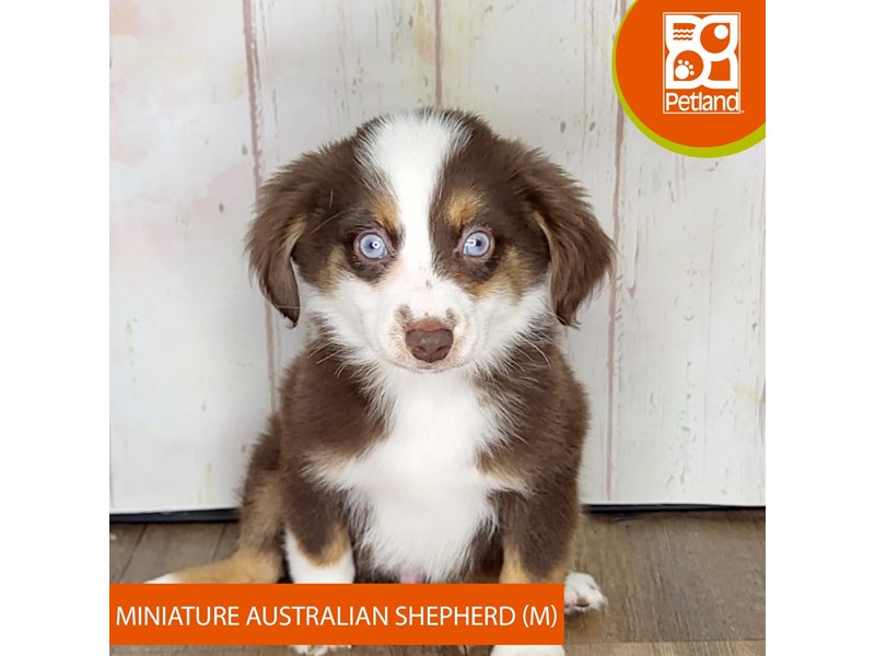 Miniature Australian Shepherd - 1365 Image #2