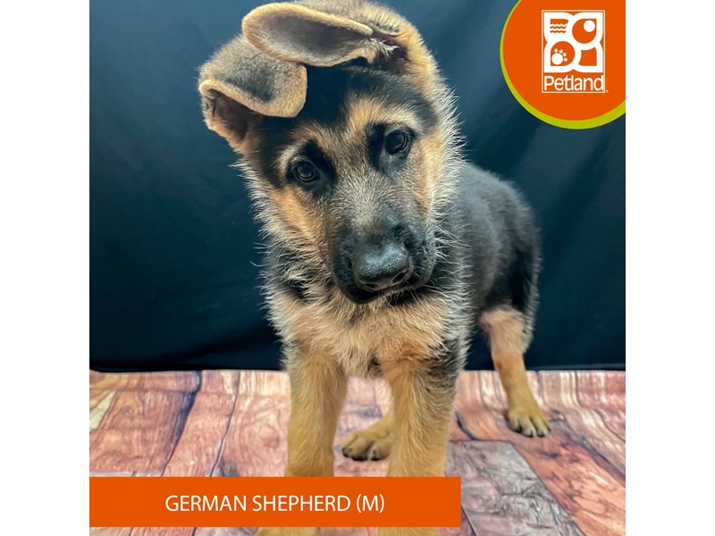 German Shepherd Dog - 14794 Image #2