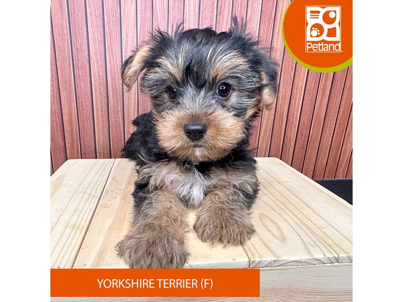 Yorkshire Terrier - 2456 Image #2