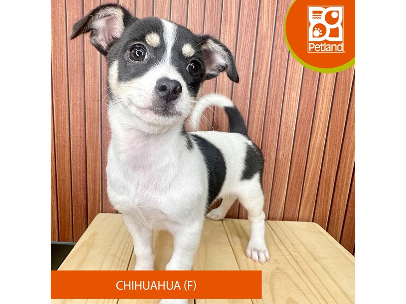 Chihuahua - 2453 Image #2