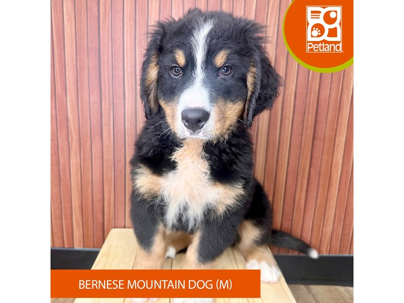 Bernese Mountain Dog - 2452 Image #2