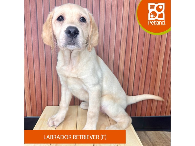 Labrador Retriever - 2450 Image #2