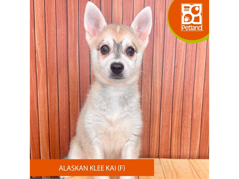 Alaskan Klee Kai - 2449 Image #2