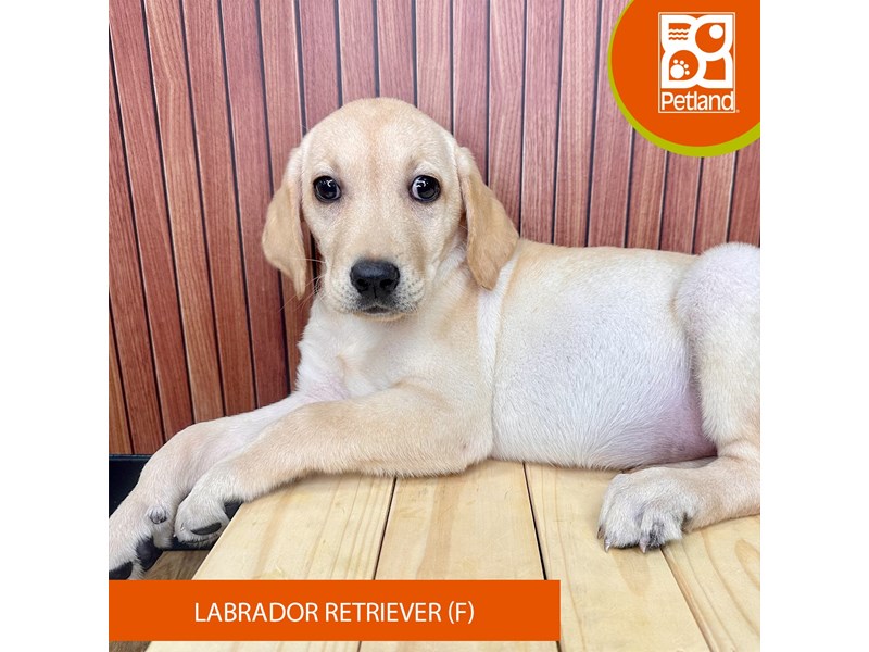 Labrador Retriever - 2448 Image #2