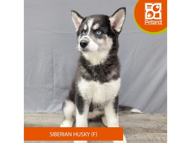 Siberian Husky - 2021 Image #2