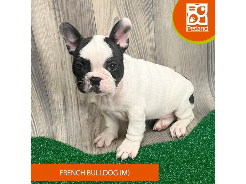 French Bulldog - 8293 Image #2